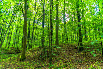 Obraz premium a beautiful park, a forest and a castle