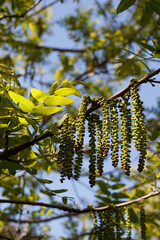 Green axillary indeterminate staminate catkin inflorescences bloom on Southern Black Walnut, Juglans Californica, Juglandaceae, native in Ballona Freshwater Marsh, South California Coast, Springtime.