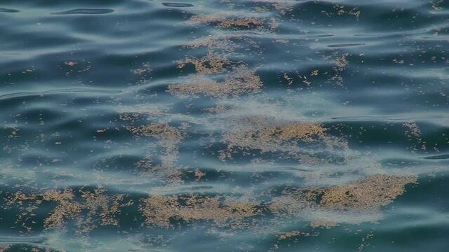 Bloom of blue-green algae Nodularia spumigena: Algae accumulations on the surface of the sea.