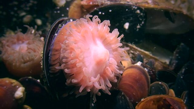 Beadlet Anemone (Actinia equina) retracts its tentacles.