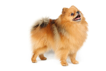 Obraz premium pomeranian dog isolated on white background