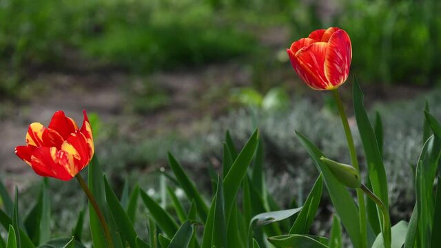 4k video red tulips, flowers swaying from the wind, spring flowers