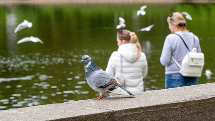 A pigeon (in focus) in front of two women standing on the lake shore in city park (out of focus).