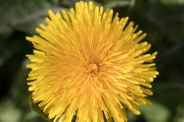 Close-up of a bright yellow dandelion flower head, Taraxacum officinale, lions tooth or clockflower, showing florets view from above