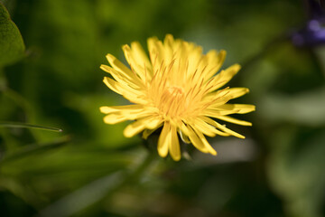 One bright yellow dandelion flower head, Taraxacum officinale, lions tooth or clockflower, blooming in the summer sun, close-up view with background blur