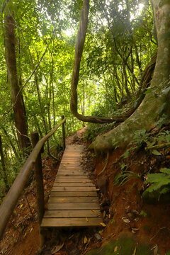 wooden bridge in the forest