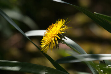 One yellow dandelion flower, Taraxacum officinale, lions tooth or clockflower, blooming in...