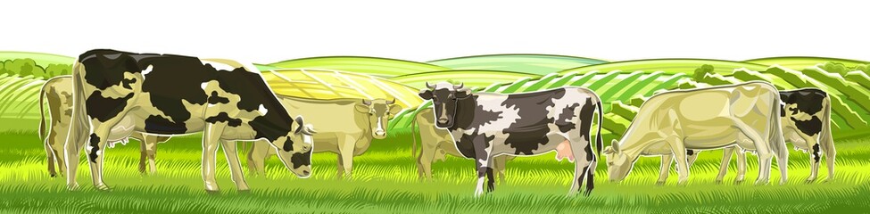 A herd of cows grazes among the rural hills. Pastures. Meadows and fields. Rustic village landscape. Farm work. Isolated on white background. Vector