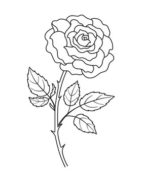 Rose flower. Linear flower with stem and leaves. Black contour of rose on white background. Hand drawn vector illustration for your design.