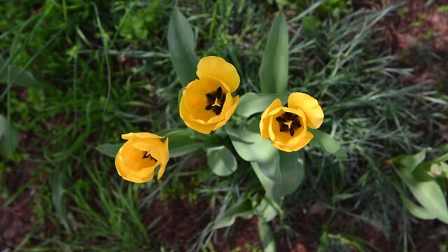  4k video yellow tulips, flowers swaying from the wind, spring flowers