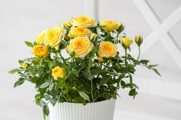 Beautiful yellow rose in pot on chair