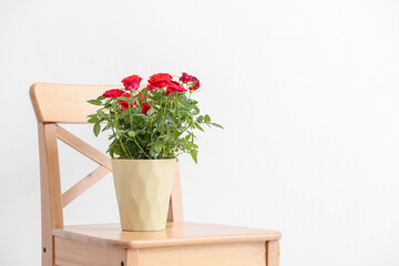 Beautiful red rose in pot on chair near light wall