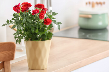 Beautiful red rose in pot on table indoors