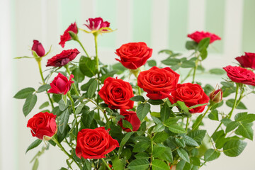 Beautiful red rose indoors, closeup