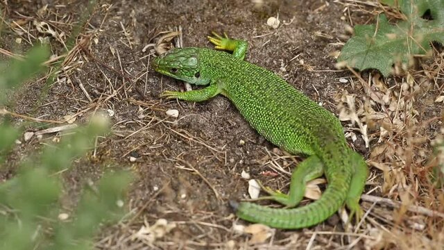 A rare Western Green Lizard, Lacerta Biliniata, (Viridis), warming up on the ground on a warm but overcast day in the UK.