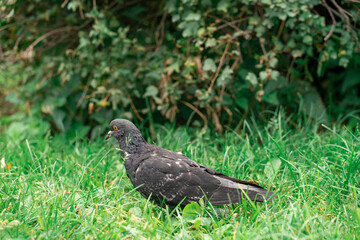 dove in the grass. pigeon on a green background