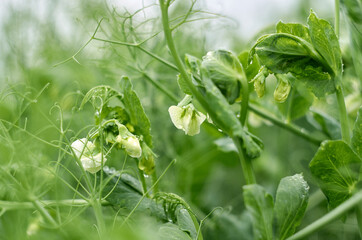 Photo of blooming young pea