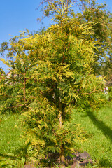 Thuja occidentalis Golden Globe,tall evergreen thuja in summer on a background of blue sky