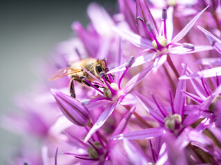 Summer bee on purple flower