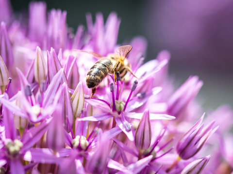 Summer bee on purple flower