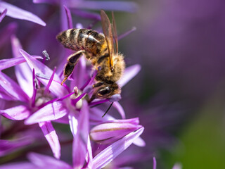 Summer bee on purple flower
