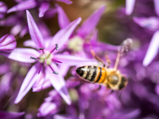 Summer bee on purple flower