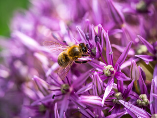 Summer bee on purple flower