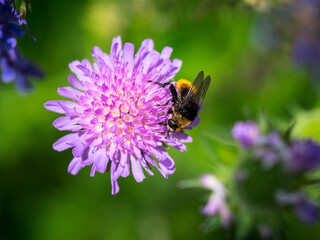 Summer bee on purple flower