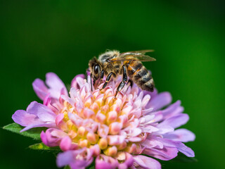 Summer bee on purple flower