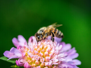 Summer bee on purple flower
