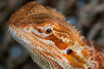 closeup bearded dragon on ground with blur background