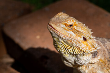 closeup bearded dragon on ground with blur background