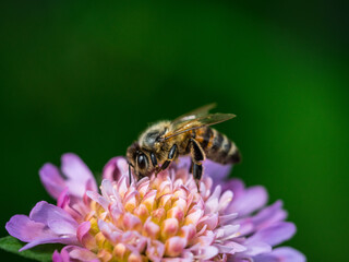 Summer bee on purple flower