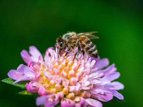 Summer bee on purple flower
