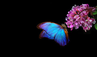 bright blue tropical morpho butterfly on pink acacia flowers isolated on black - obrazy, fototapety, plakaty