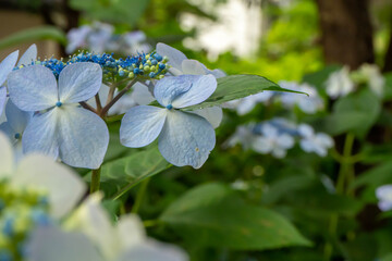 6月に綺麗な花を咲かせるあじさいのクローズアップ