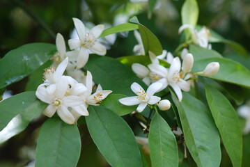 Obraz premium FLORES DE AZAHAR EN EL ÁRBOL