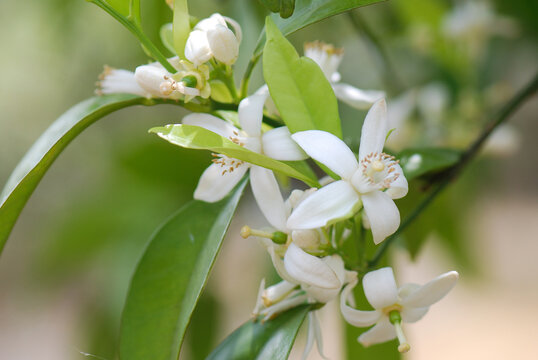 FLORES DE AZAHAR EN EL &Aacute;RBOL