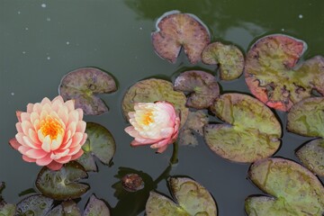 Lily Pads