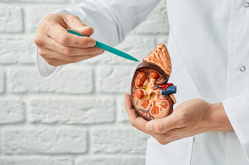 Kidney health concept. Close-up, anatomical model of human kidney in doctor hands. Urology
