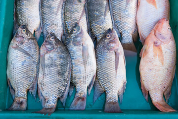 Row of fresh fish for sell.Fresh fishes in a Local​ market.