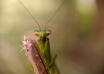 grasshopper on a leaf