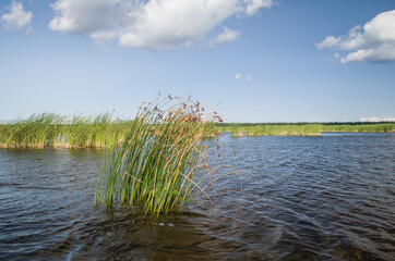 Engure lake, reeds in it and clouds, Latvia.