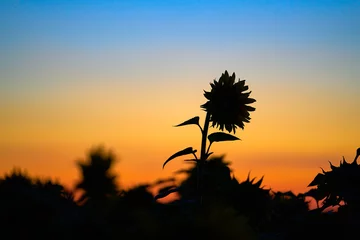 Foto op Plexiglas Sonnenblume am Abend © Juergen Schmidt
