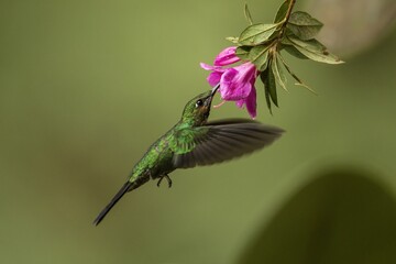 Green-crowned brilliant, heliodoxa jacula, feeding in flight from a blooming flower head. Tiny green hummingbird hovering in the air with wings. Tropical animal wildlife.