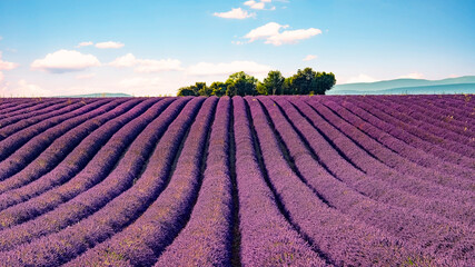 Obraz na płótnie Canvas Lavender field in Provence, France