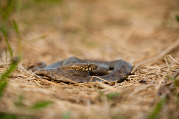 Dice snake, natrix tessellata, hiding in a dry grass on a meadow. Wild reptile resting on the ground from low angle perspective. Animal wildlife in nature.