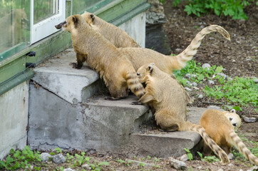 South American coati at Riga Zoo.  