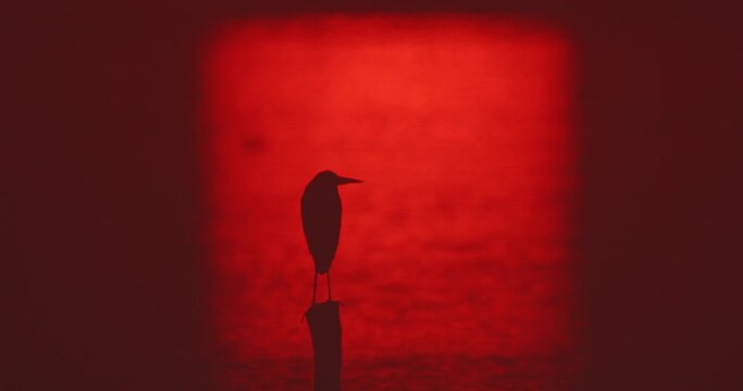 Silhouette of the heron standing on the pole in the pond during sunrise 