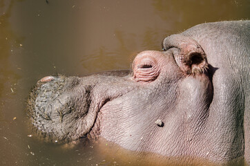 Hippopotamus head in water at Riga Zoo. 